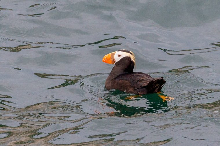 165 Glacier Bay NP, kuifpapegaaiduiker.jpg